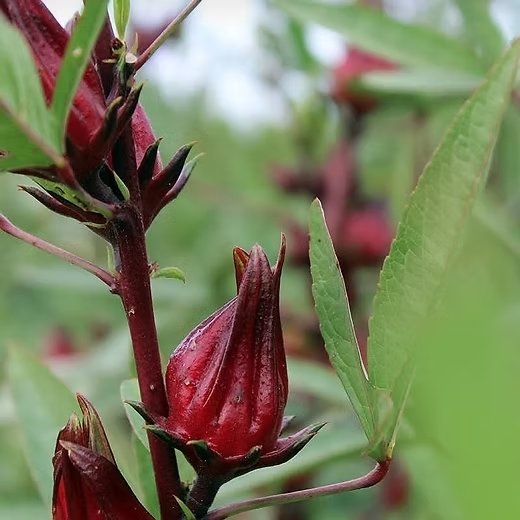 African Hibiscus Complex - Anti-inflammatory Support for Ear Health