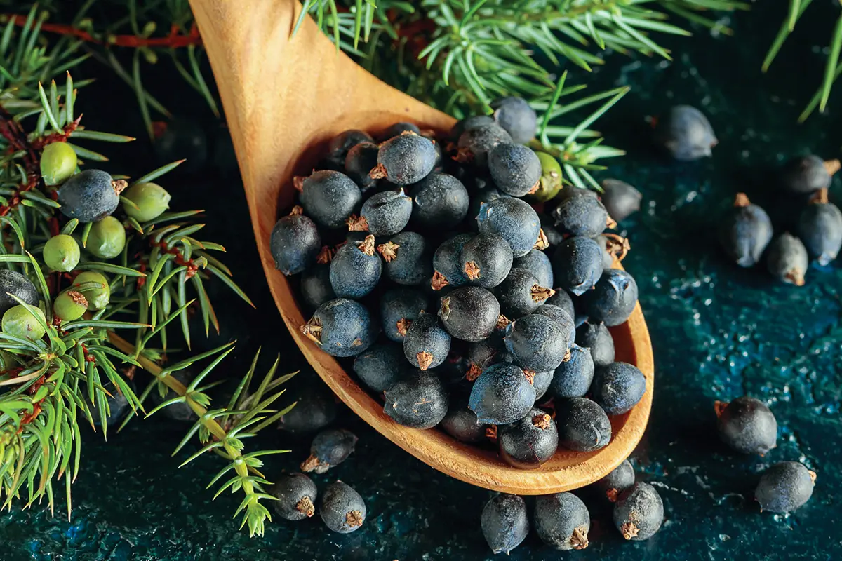 Chinese Juniper Berry - Circulation Support for Better Hearing